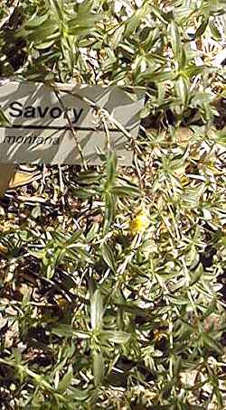 Winter Savory(Satureja montana)