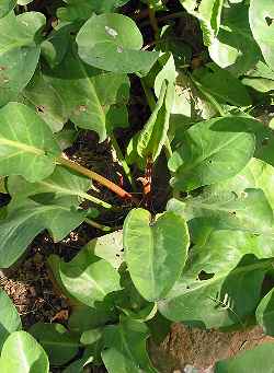 Texas Betony, Scarlet Hedge Nettle(Stachys coccinea)