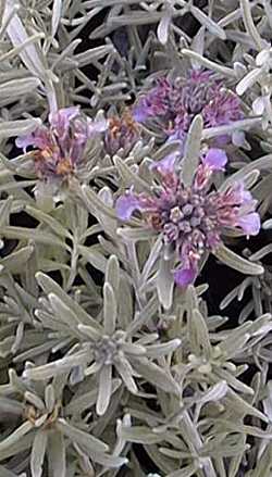 Fruity Teucrium, Pineapple Germander(Teucrium gussonei)