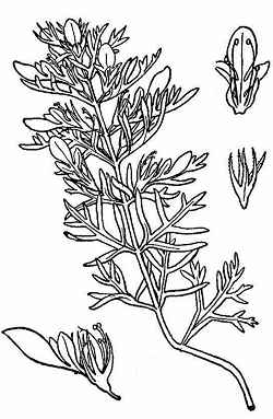 Lacy Germander, Cut-Leaf Germander(Teucrium laciniatum)