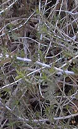 Conehead Thyme, Persian Hyssop, Spanish Oregano(Thymbra capitata)