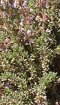Common Thyme(Thymus vulgaris)