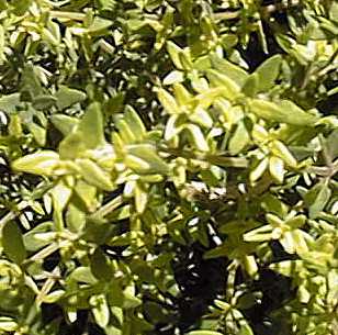 Common Thyme(Thymus vulgaris)