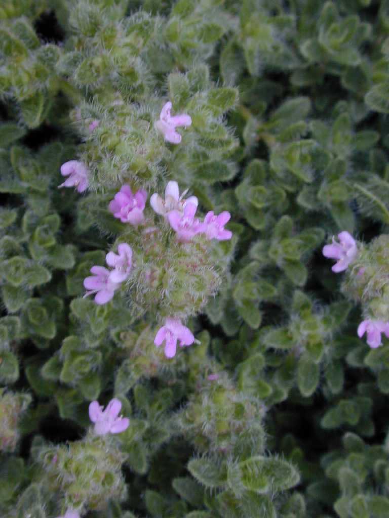 wooly thyme