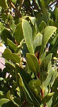 Sweet Bay, Grecian Laurel(Laurus nobilis)