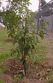 Avocado(Persea americana)