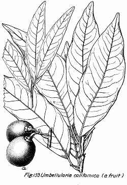 California Laurel, Oregon Myrtle(Umbellularia californica)