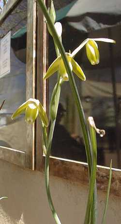 Albuca aurea