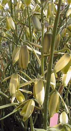 Sentry in the Box (Albuca canadensis)