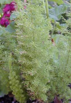 Myers Asparagus (Asparagus densiflorus 'Myers')