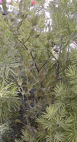 Pom Pom Asparagus Fern (Asparagus retrofractus)