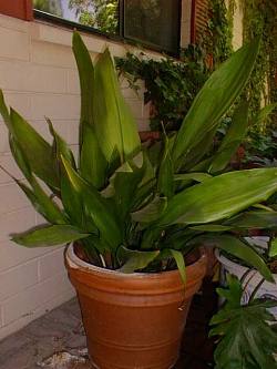 Cast Iron Plant (Aspidistra elatior)