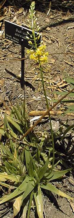 Renosterveld Bulbine (Bulbine alooides)