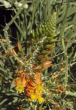 Stalked Bulbine, Rankkopieva (Bulbine frutescens)