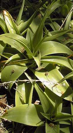 rooiwortel (Bulbine latifolia)