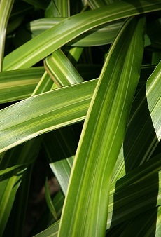 (Dianella tasmanica)