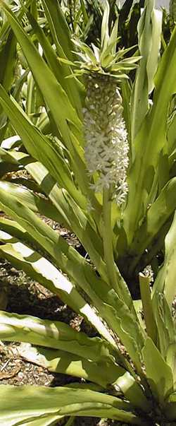 Pineapple flower (Eucomis autumnalis)