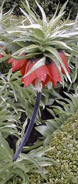 Crown Imperial(Fritillaria imperialis)