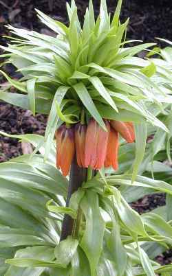 Crown Imperial(Fritillaria imperialis)