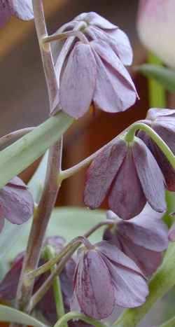 Persian Fritillary(Fritillaria persica)