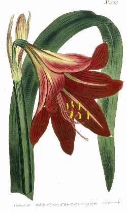 (Hippeastrum )