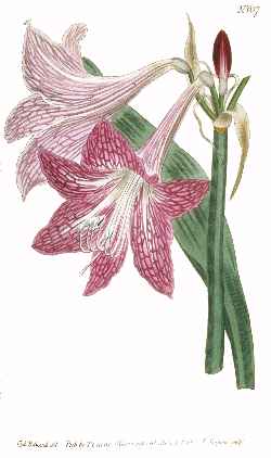 (Hippeastrum )