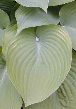 Blue Angel Hosta(Hosta )