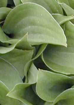 (Hosta venusta)