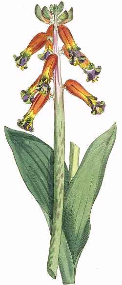 Rooinaltjie(Lachenalia bulbiferum)