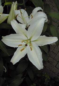 (Lilium 'Oriental Hybrids')