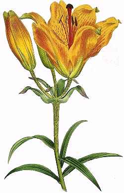 Orange Lily, Fire Lily(Lilium bulbiferum)