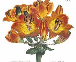 Orange Lily, Fire Lily(Lilium bulbiferum)