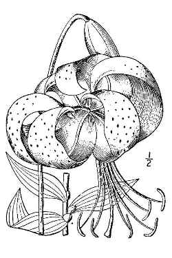 Tiger Lily(Lilium lancifolium)