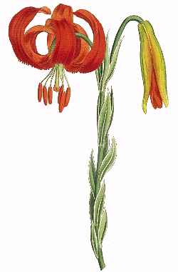 Turk's Cap(Lilium martagon)