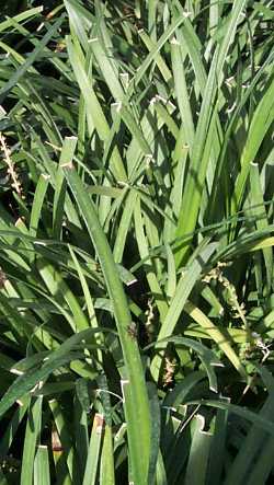 Giant Lily Turf (Ophiopogon jaburan)