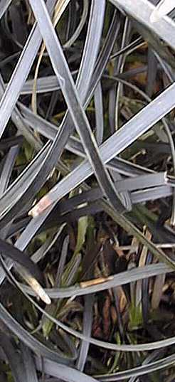 Black Mondo Grass (Ophiopogon planiscapus)