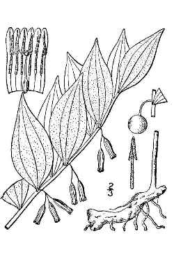 Smooth Solomon's Seal, Small Solomon's Seal (Polygonatum biflorum)