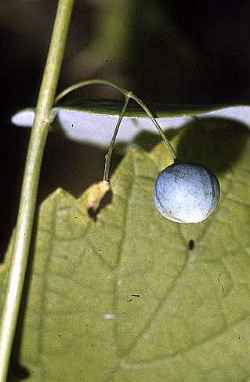 Polygonatum biflorum fruit, Robert H. Mohlenbrock. USDA NRCS. 1995. Northeast wetland flora: Field office guide to plant species.