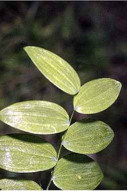 Polygonatum biflorum leaves, Robert H. Mohlenbrock. USDA NRCS. 1995. Northeast wetland flora: Field office guide to plant species.