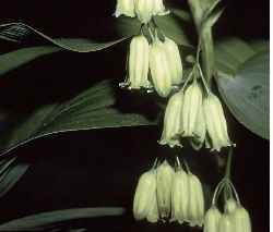 Polygonatum commutatum flowers, Robert H. Mohlenbrock. USDA NRCS. 1995. Northeast wetland flora: Field office guide to plant species.