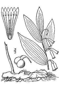 Polygonatum commutatum, Britton, N.L., and A. Brown. 1913. Illustrated flora of the northern states and Canada. Vol. 1: 521.