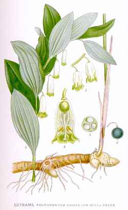 Angular Solomon's Seal (Polygonatum odoratum)