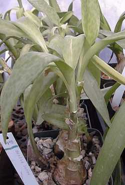 Ledebouria concolor