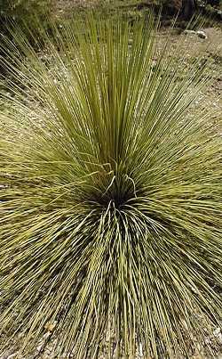 Grass Tree (Xanthorrhoea quadrangulata)