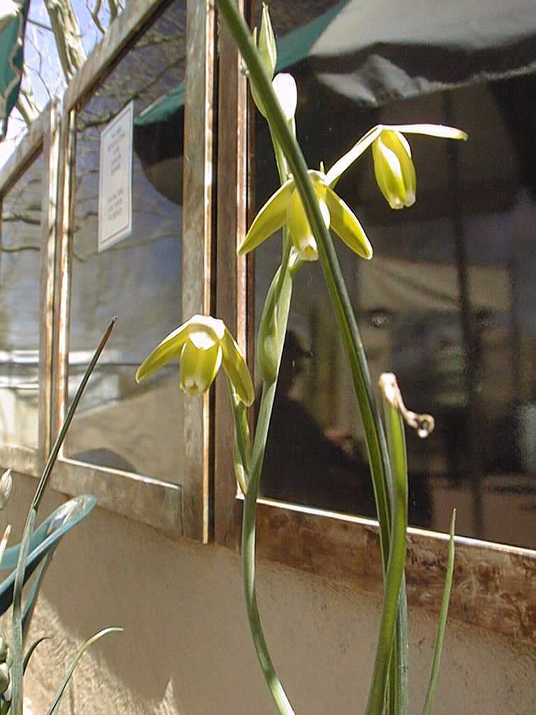 Albuca aurea