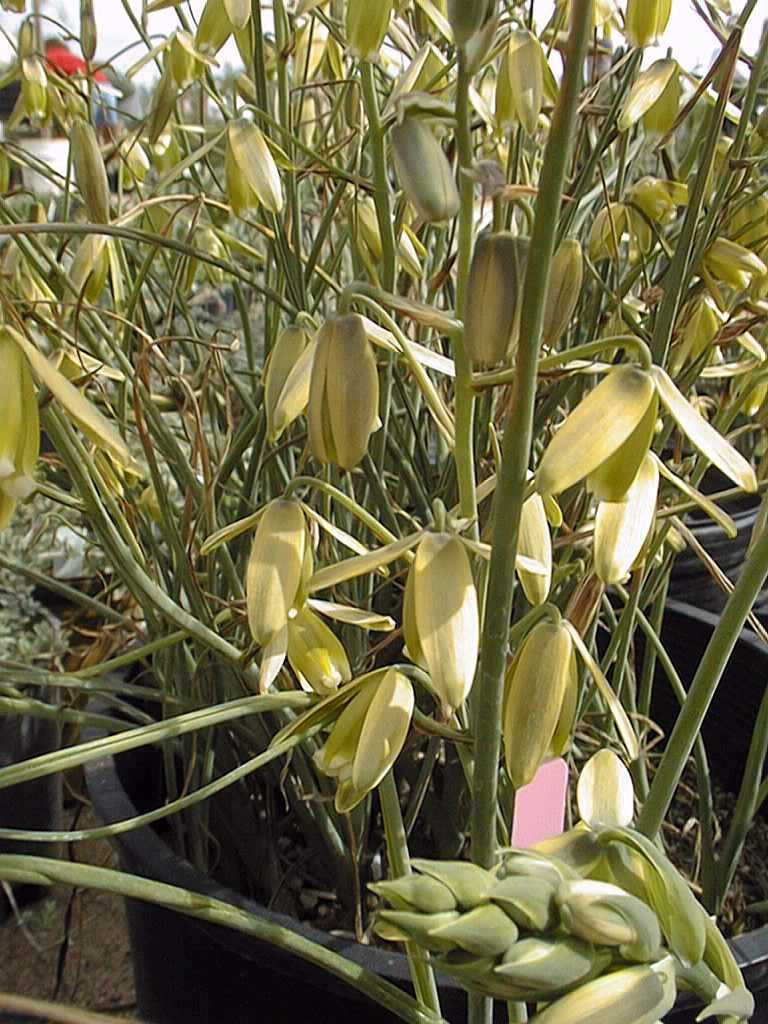 Albuca canadensis