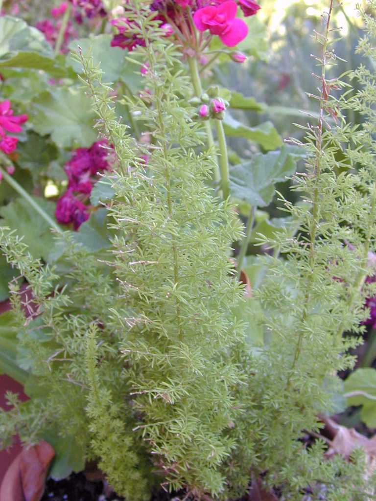 Asparagus densiflorus 'Myers'