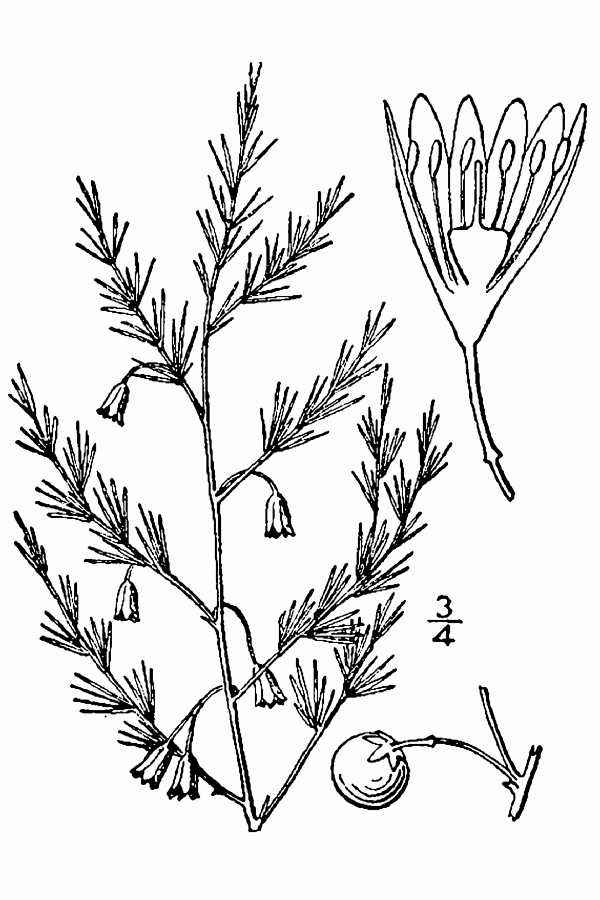 Asparagus officinalis