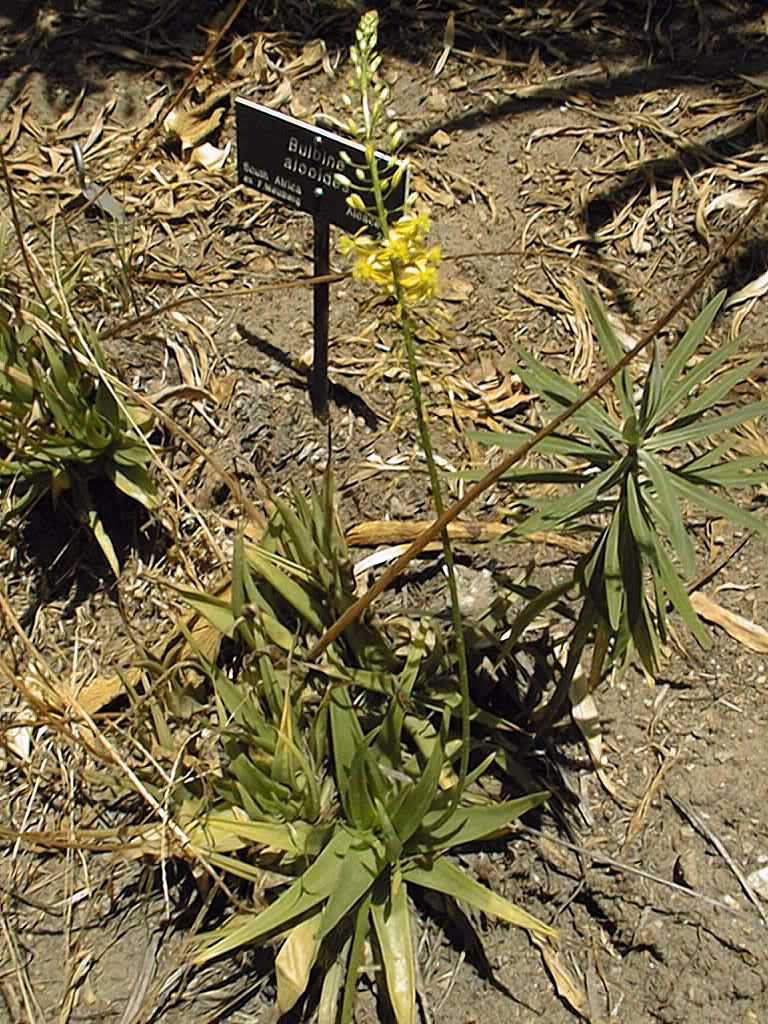 Bulbine alooides