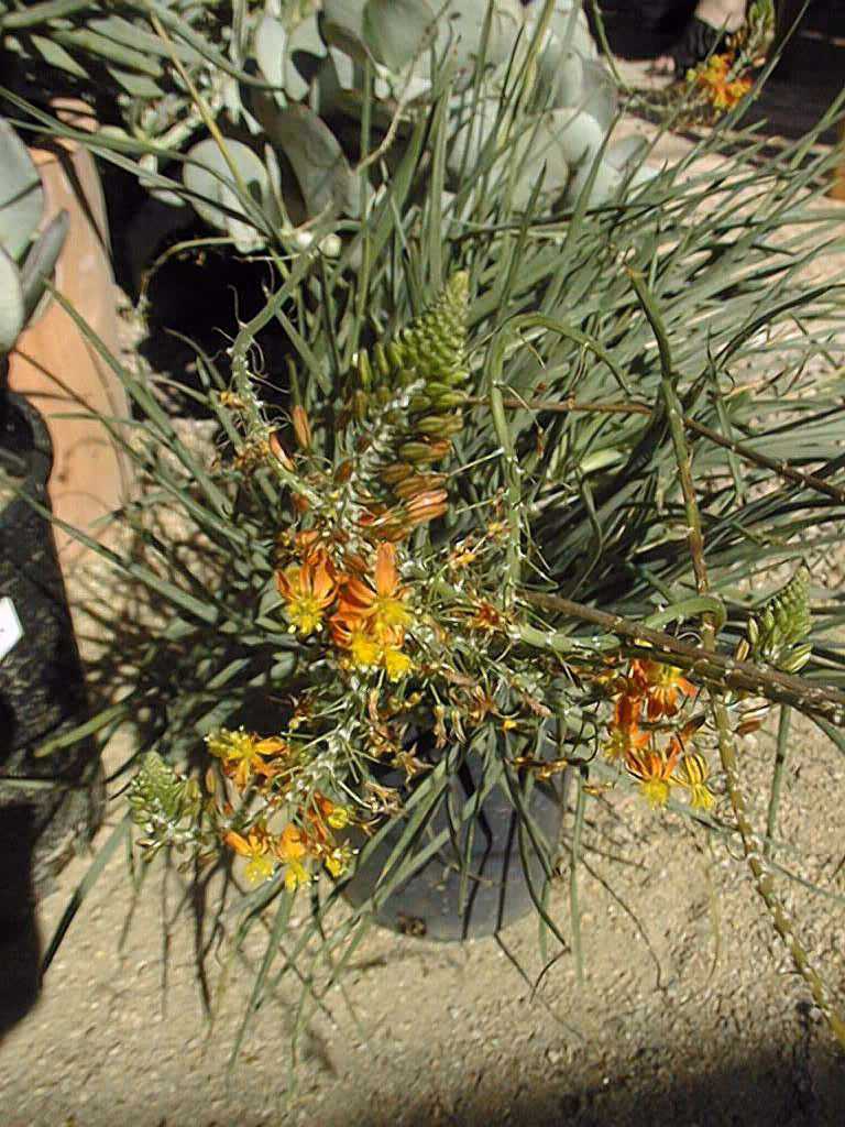 Bulbine frutescens